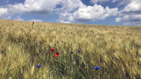 Getreidefeld mit Korn- und Mohnblumen. 