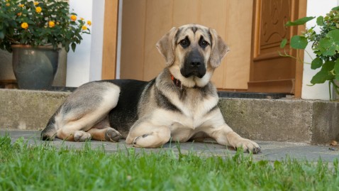 Hofhund liegt vor Hauseingang. 