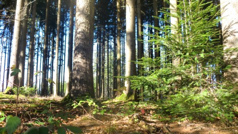 Wald in Bayern