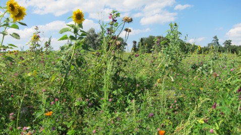 Blühende Rahmen