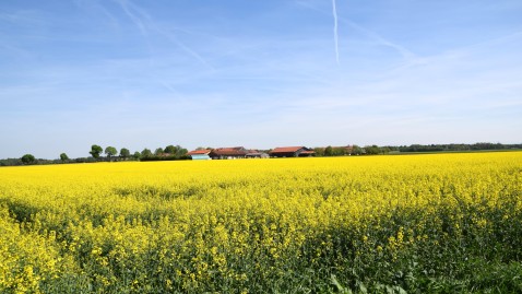 Rapsfeld unter blauem Himmel