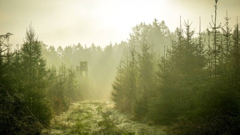 Wald im Morgengrauen