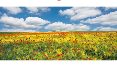 Plakat FamilienSommerSonntag