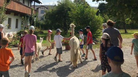 Picknick bei Alpakas