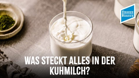 Das steckt in der Kuhmilch