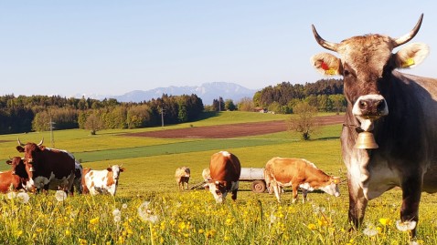 NEIN zur Südumgehung