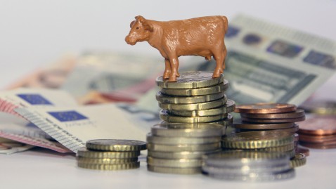 Kuh auf Geldmünzen