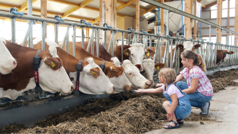 zwei Personen fuettern Kuehe im Stall