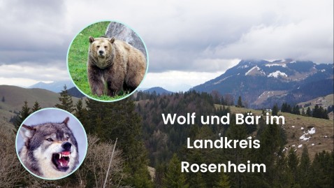 Wolf Bär Rosenheim