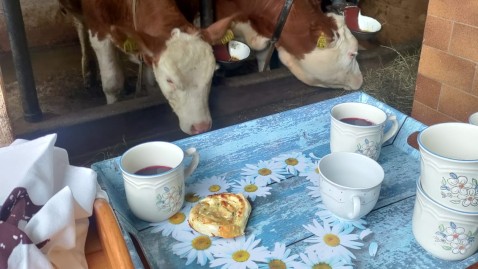 Kühe und Kaffee