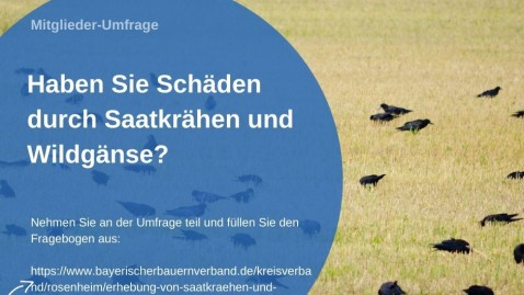 Saatkrähen und Wildgänse - Umfragee