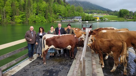 Begleiten die Kühe beim Übersetzen auf dem Schiff (von links): Bezirkspräsident Ralf Huber, Ministerin Michaela Kaniber, Bezirksbäuerin Christine Singer, Präsident Günther Felßner und Almbauer Resch. 