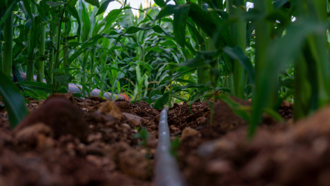 Tröpfchenbewässerung mit Schlauch
