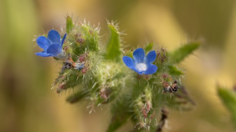 Ackerwildkräuter-Projekt