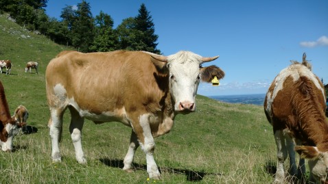 Kuh auf der Weide