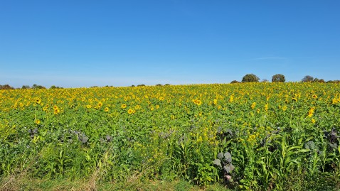 Sonnenblumen