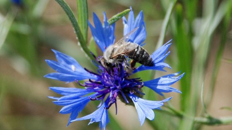 Biene auf blauer Blüte
