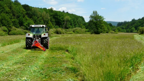 Artenreiches Grünland