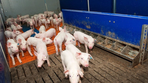 DBV Schweine-Veredlungstag 25.09.2024