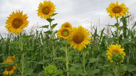 Sonnenblumen