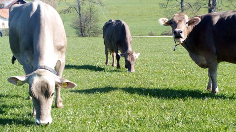 Rinder auf güner Wiese