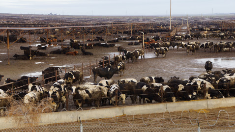 Feedlot in Südamerika