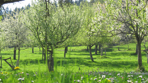 Blühende Obstbäume