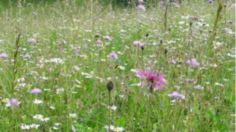 Wiesenmeisterschaft 