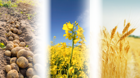 Kartoffeln, Raps und Weizen auf dem Feld