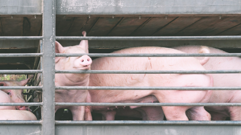 Schwein
