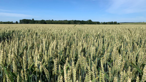 Getreide Ernte 2021