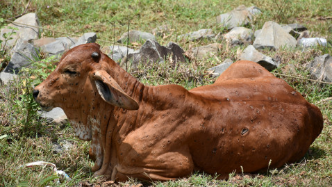 Kalb mit der Erkrankung Lumpy Skin Disease