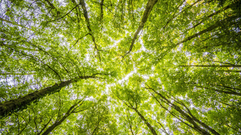 Wald