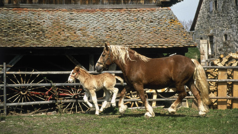 Pferd und Fohlen