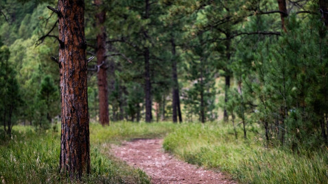Weg Wald Baum Unfallgefahr