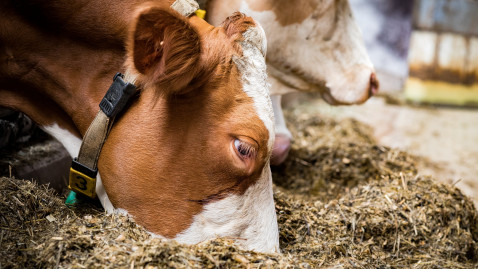 Rind Silage im Stall