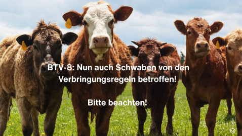 BTV-8: Nun auch Schwaben von den Verbringungsregelen betroffen! 