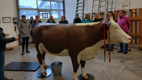 Geburtshilfekurs mit Modellkuh "Kathi"
