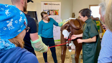Geburtshilfekurs mit Modellkuh "Kathi"
