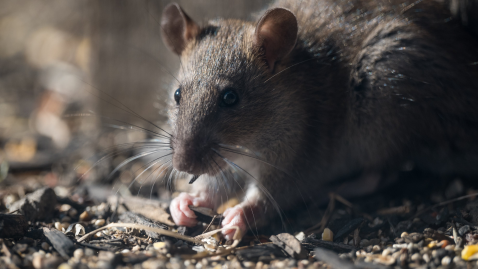 Ratte Scheue Schadnagerbekämpfung