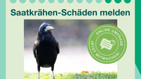 2026-03-25_Titelbild_Erhebung Saatkrähen.jpg