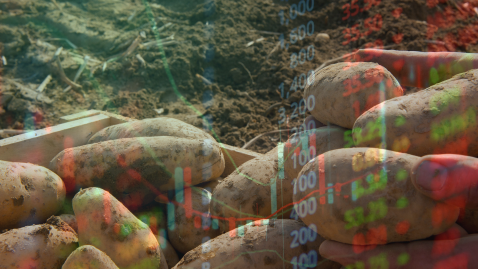 Kartoffeln Marktsituation