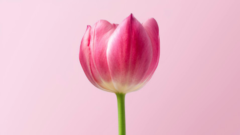 Blume