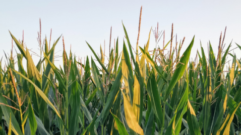 Dokumentationspflicht Pflanzenschutz