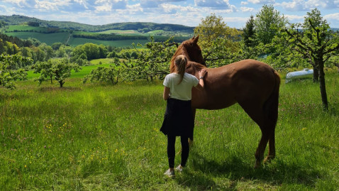 Pferd
