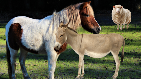 Tiere