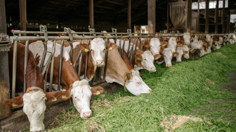 Milch