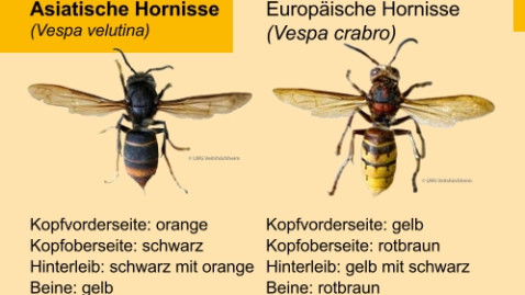 Die asiatische Hornisse