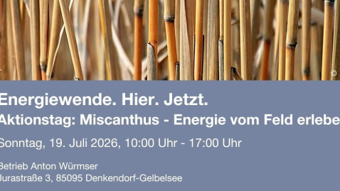 Miscanthus 