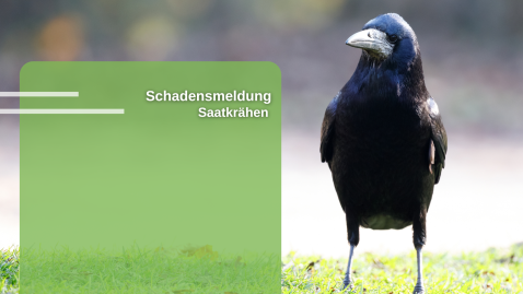 Schäden durch Saatkrähen